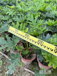 高度50厘米春羽