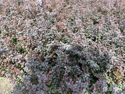 高度40厘米红叶小檗