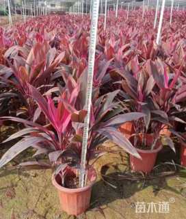 高度50厘米朱蕉