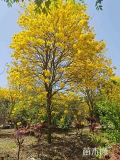 15公分黄花风铃木