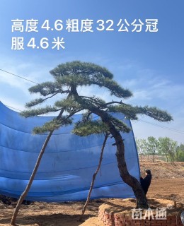 30公分造型油松