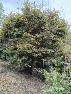 高度250厘米三季红红枫