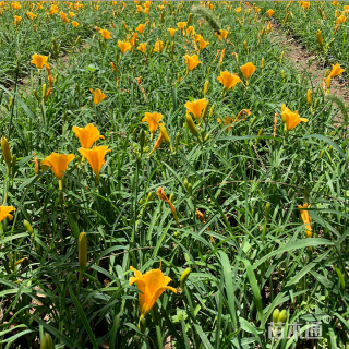 高度40厘米金娃娃萱草