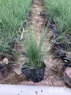 高度20厘米粉黛乱子草