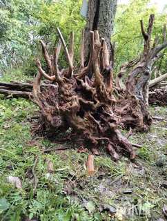 30公分映山红桩