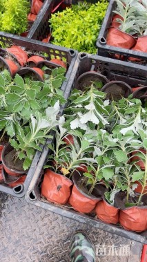 高度15厘米亚菊