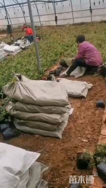 高度15厘米蓝莓