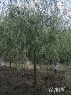 18公分垂柳