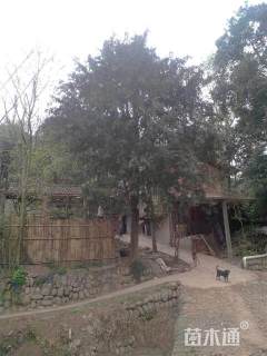 40公分南方红豆杉