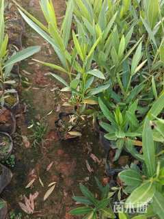 高度25厘米夹竹桃