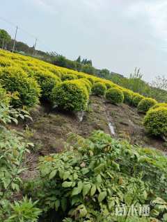 冠幅180厘米金叶女贞球