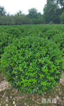 冠幅80厘米大叶黄杨球