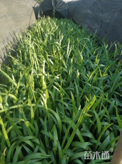 高度30厘米鸢尾