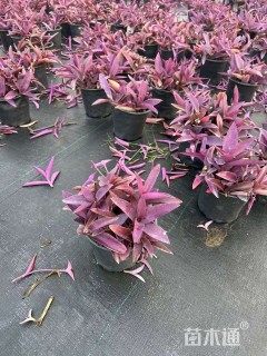 高度15厘米紫叶鸭跖草