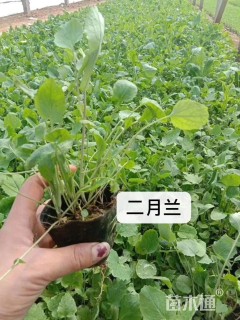 高度15厘米二月兰
