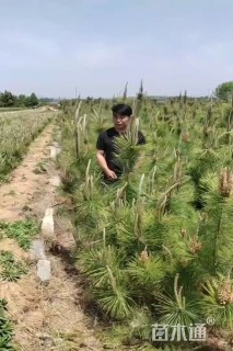 高度80厘米油松小苗