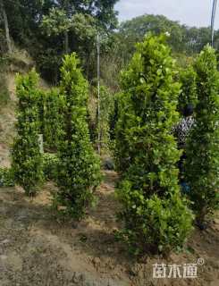 高度200厘米火山榕