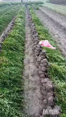 高度50厘米水蜡