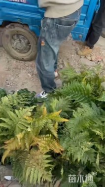 高度28厘米彩虹蕨