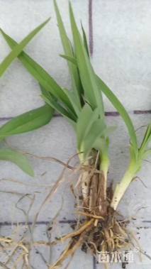 高度10厘米金娃娃萱草