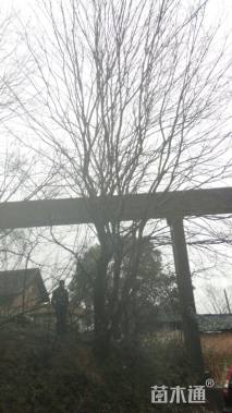 50公分丛生朴树