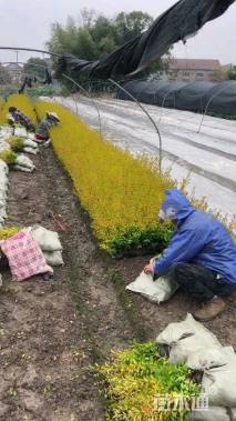 高度50厘米金冠女贞