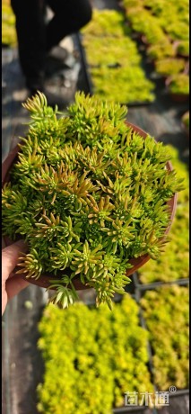 高度10厘米金叶佛甲草