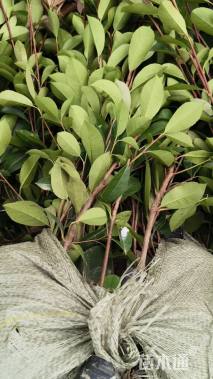 0.3公分红叶石楠