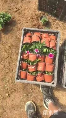 高度20厘米南非万寿菊