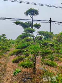 10公分造型黄杨