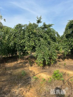 10公分垂枝樱花