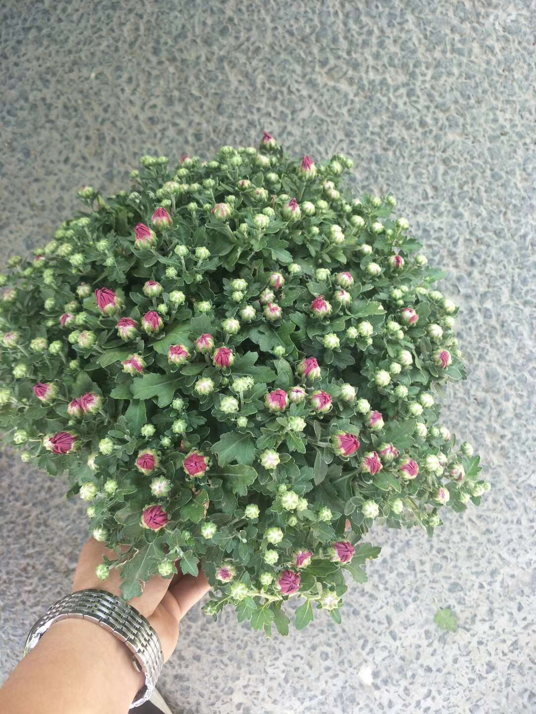 高度40厘米菊花