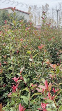 高度120厘米红叶石楠篱笆