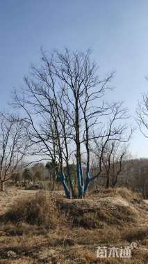 70公分(5杆)丛生乌桕