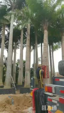 裸干高400厘米国王椰子