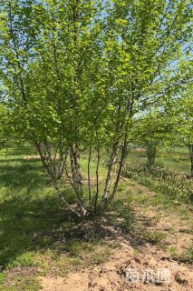 高度600厘米(5杆)丛生白桦