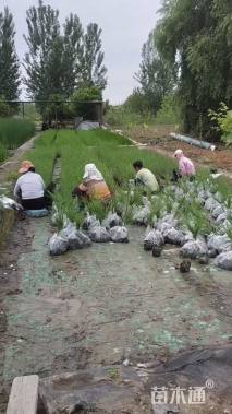 高度35厘米莎草