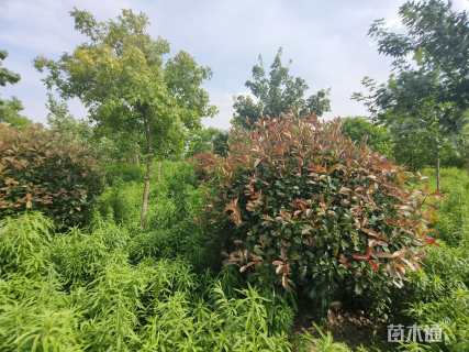 冠幅150厘米红叶石楠球