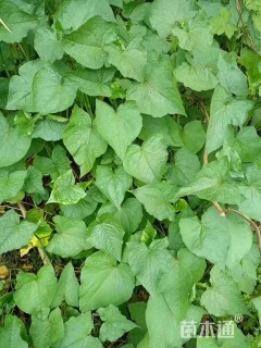 高度50厘米野荞麦