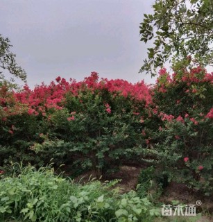 高度250厘米丛生紫薇