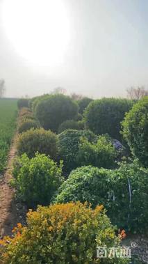 冠幅200厘米卫矛球