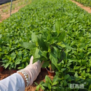 高度25厘米宿根福禄考