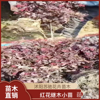 高度35厘米红花继木小苗