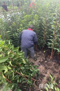 高度170厘米法国冬青