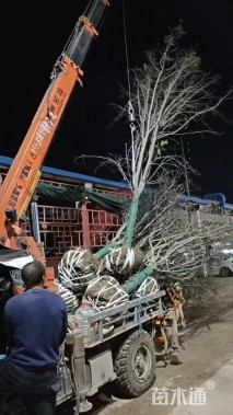 10公分绚丽海棠