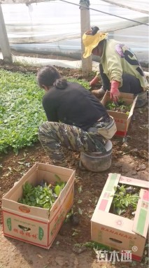 高度40厘米龙胆鼠尾草