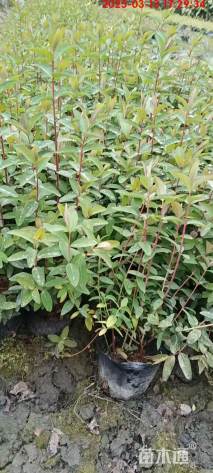 高度45厘米金丝桃