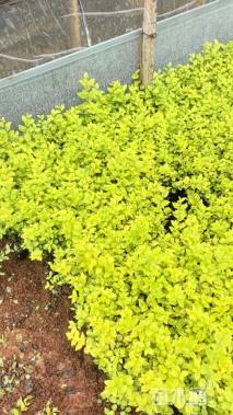 高度25厘米金叶女贞