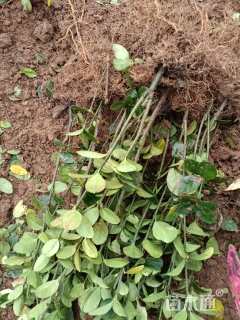 高度25厘米大叶黄杨