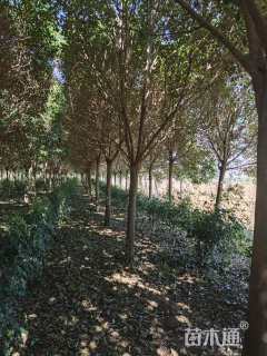 18公分大叶女贞